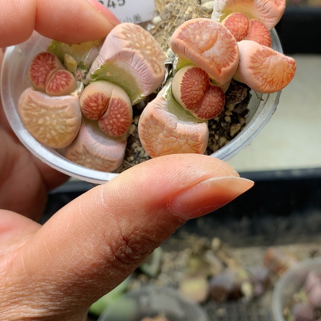 H245多肉植物保护研究所