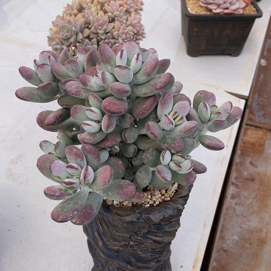 乒乓福娘多肉多肉多肉