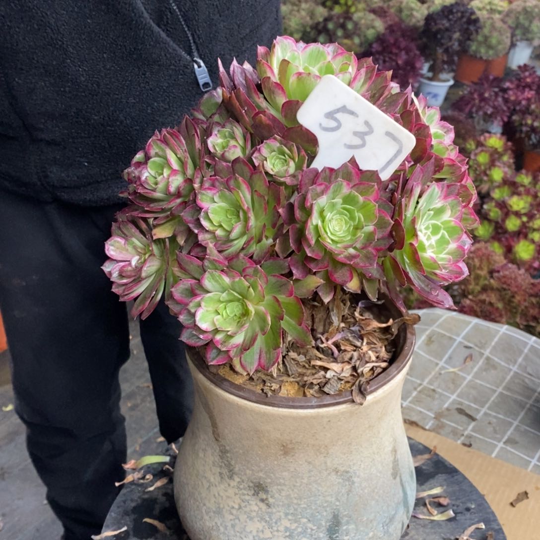 红陶537莲花座法师