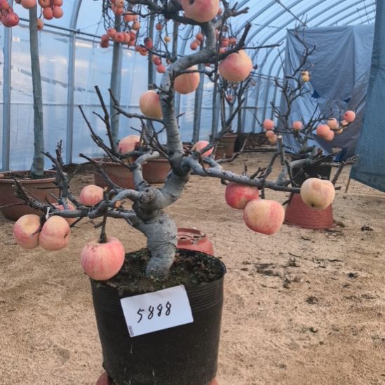 无花朵游龙苹果盆景