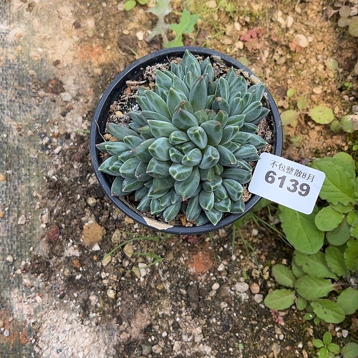 阿雅园艺。      6139