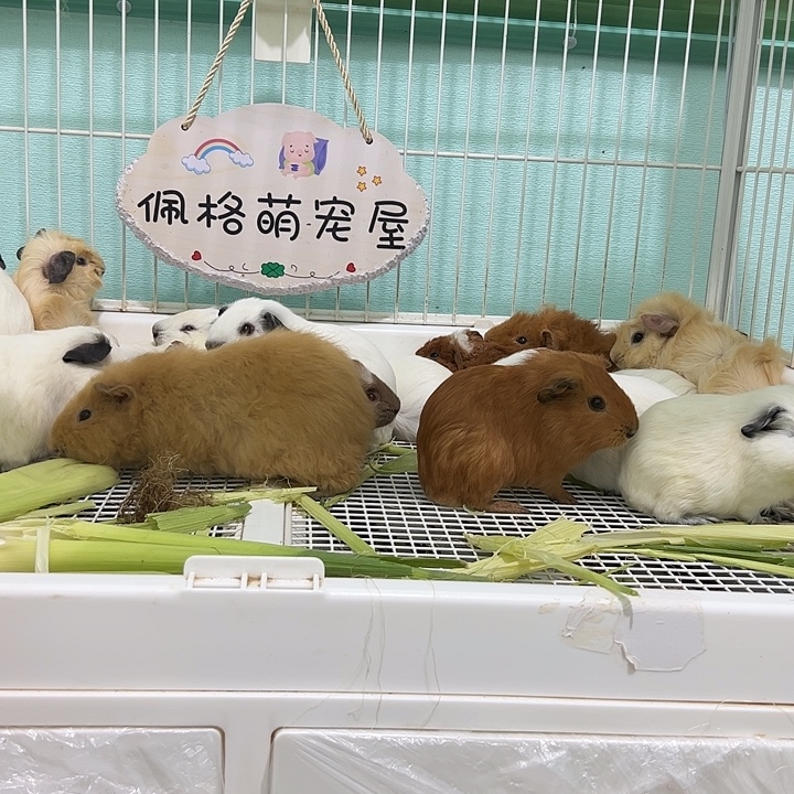 白色加州弟弟260可爱