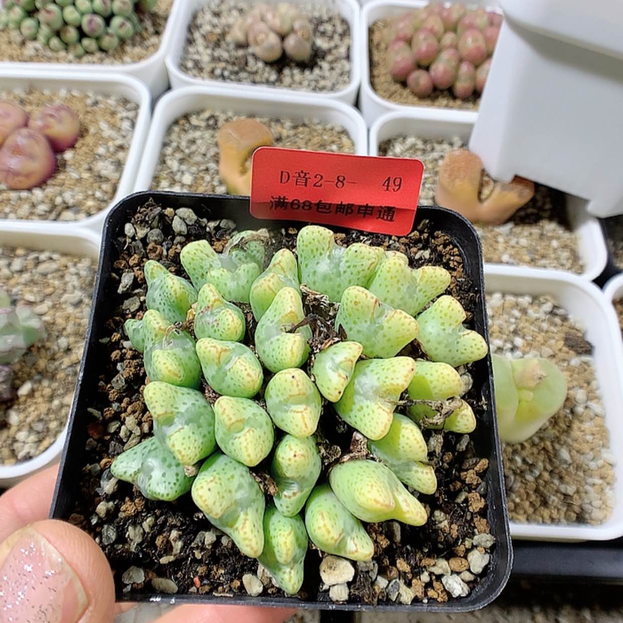 【闪购商品】2-8-49 粉花小t 30 小