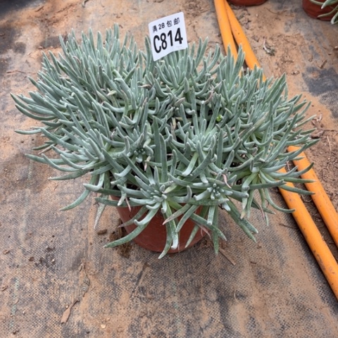 814爱度莉丝不包断枝