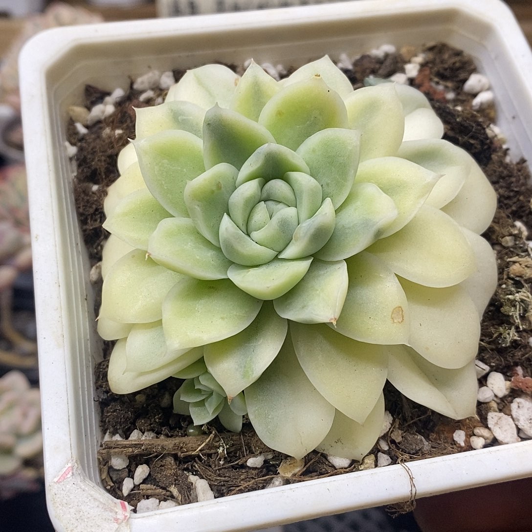 0715 白月影宽锦