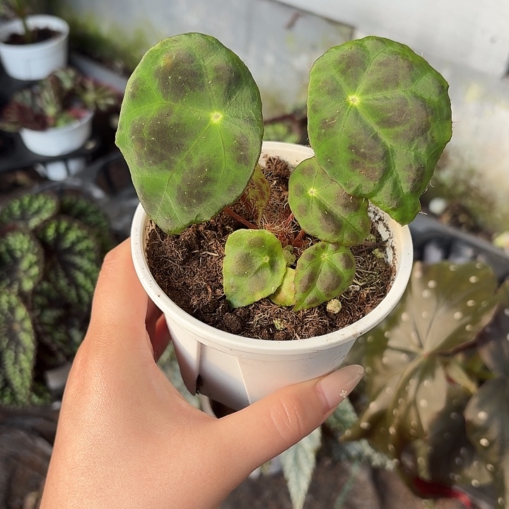 完全开放猫爪秋海棠