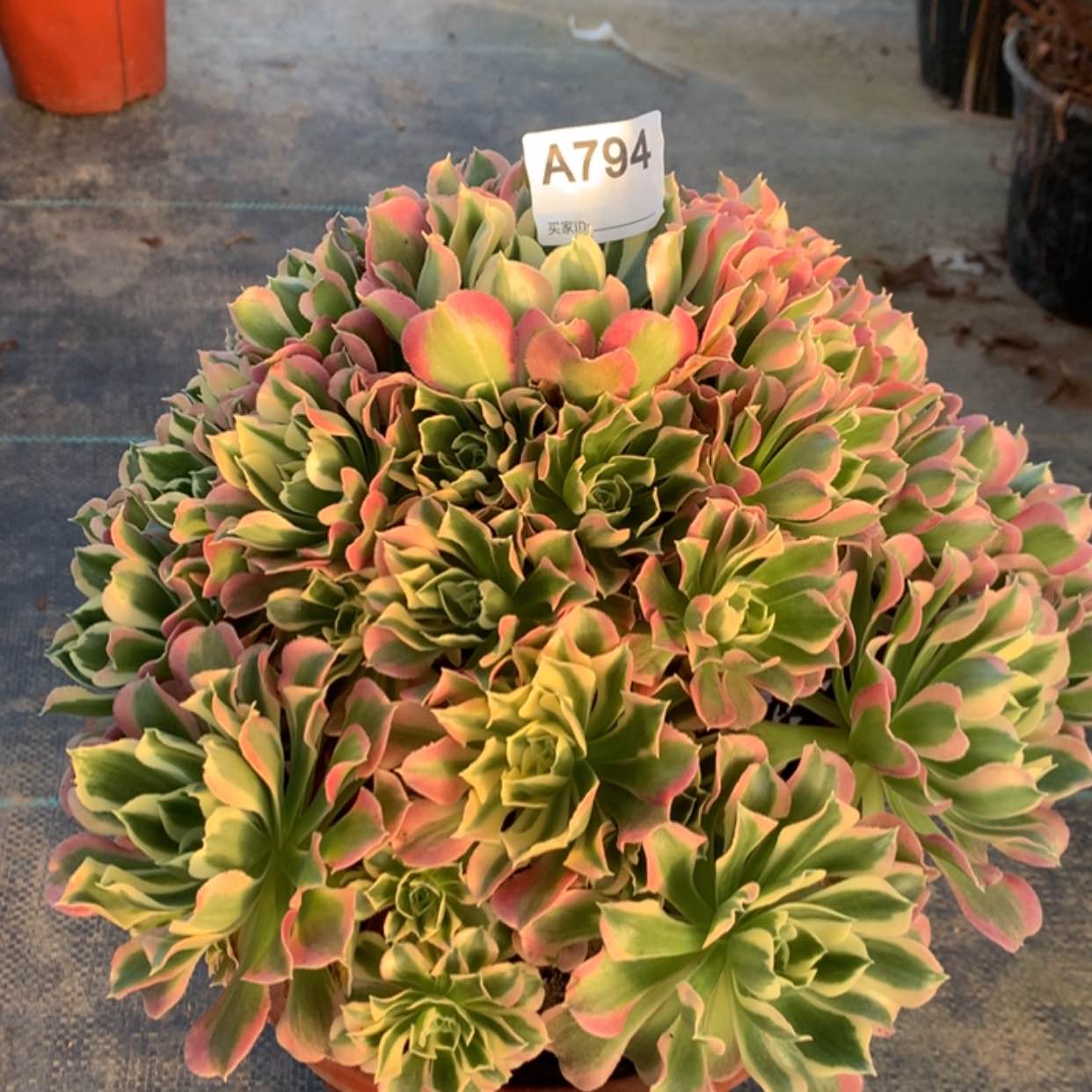 【闪购商品】794雨花石