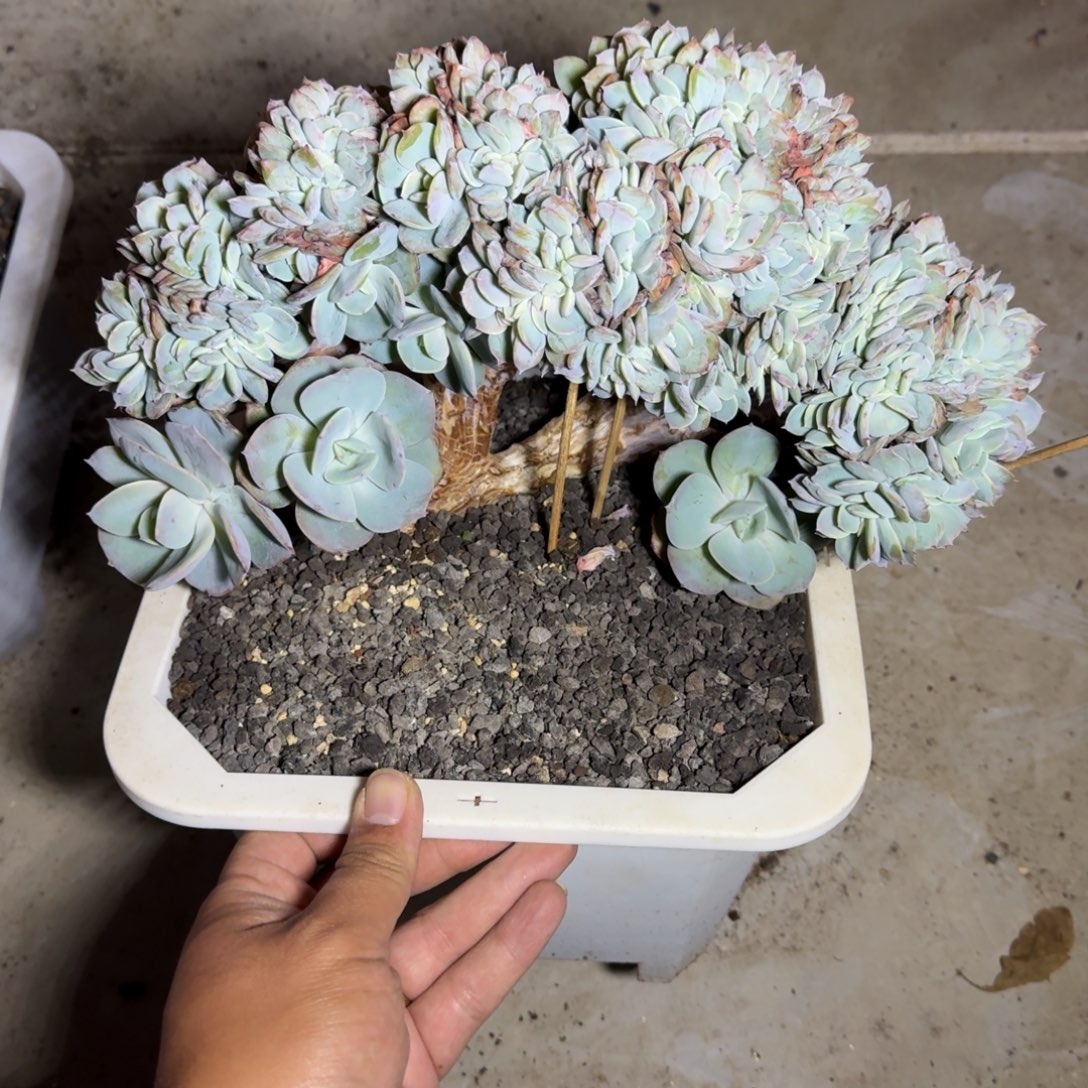 白凤缀化 一物一拍