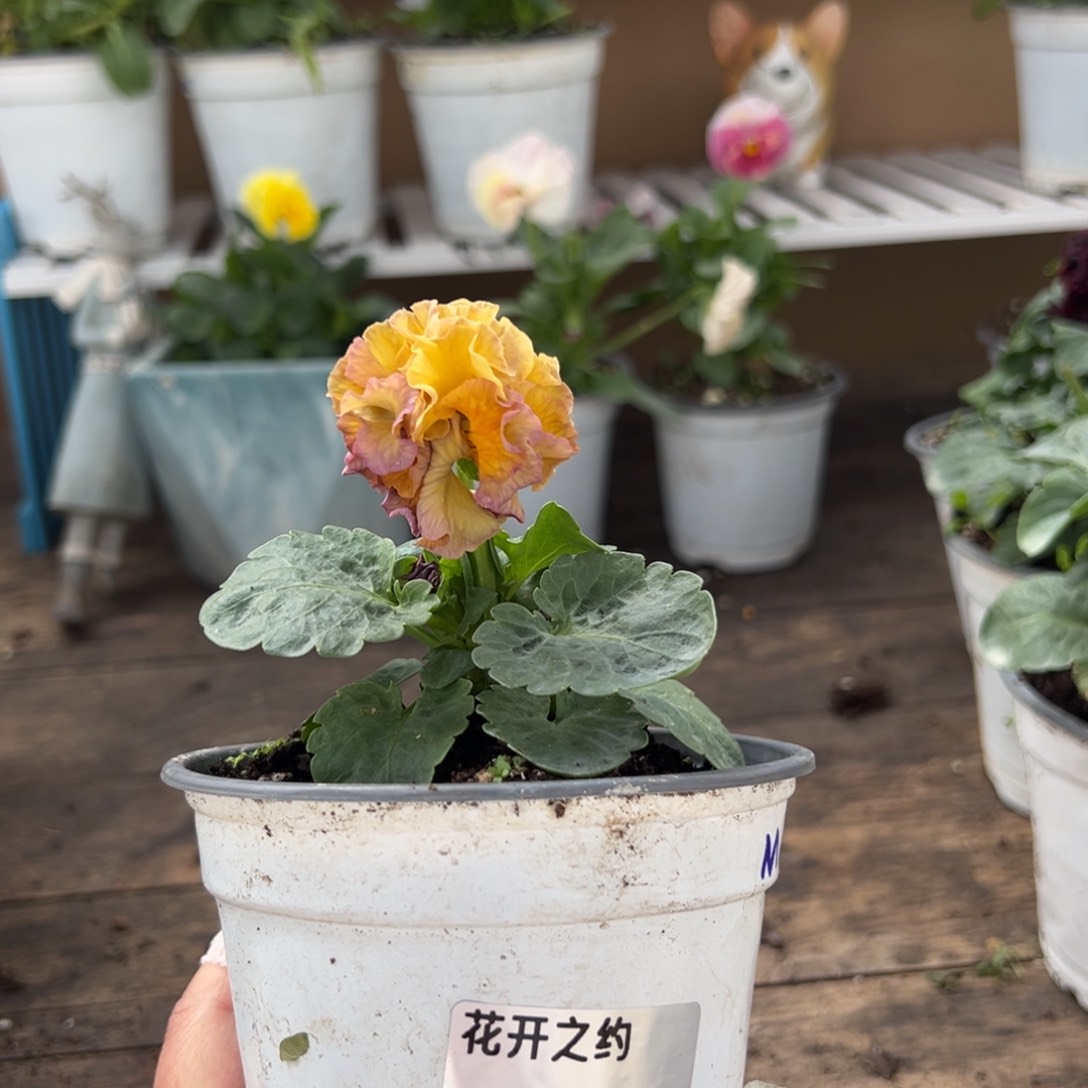 【闪购商品】完全开放228号