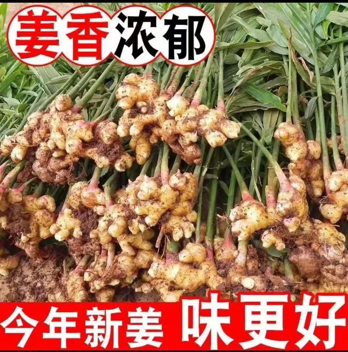 云南小黄姜新鲜现挖老姜香味浓郁辛辣适合月子食用整箱批发