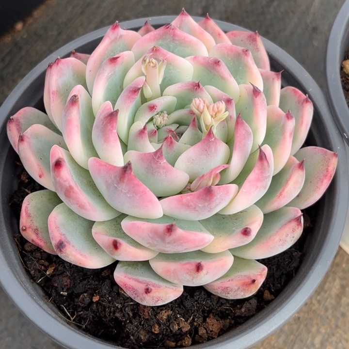 吉娃娃锦腹轮锦一颗超红