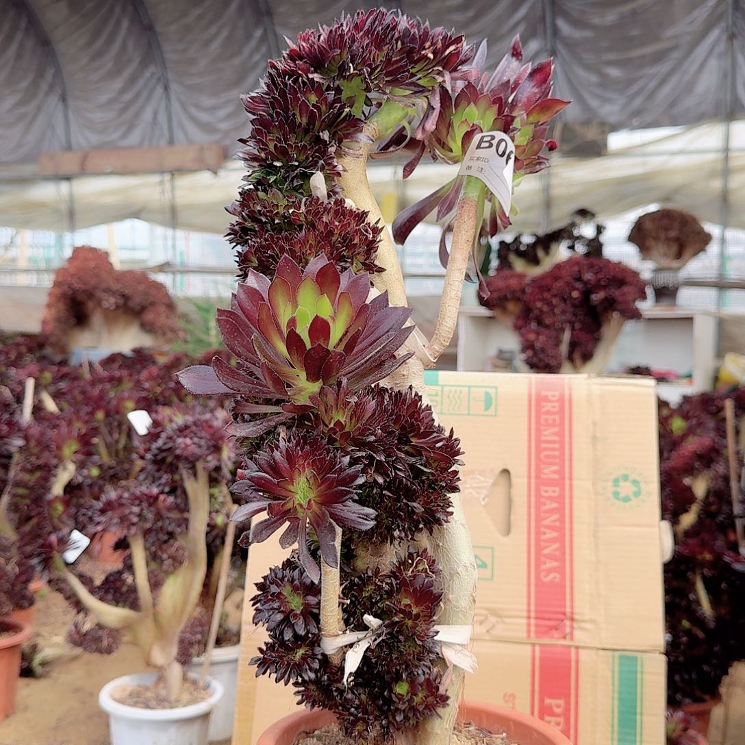 064黑法师一颗呀呀