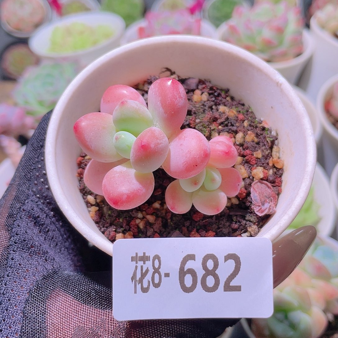 花利美8-682洛神带仔