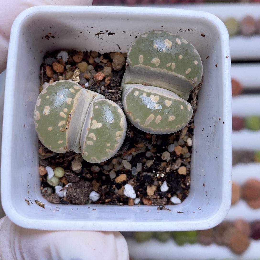 251号 带盆土发货