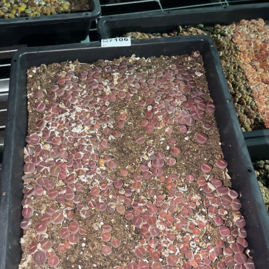 7106福利筐1不售后