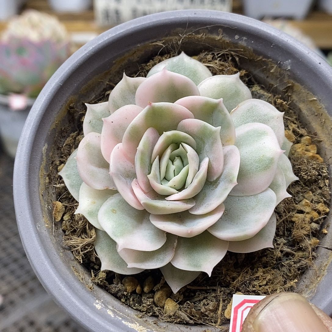 0251 昂斯诺彩锦