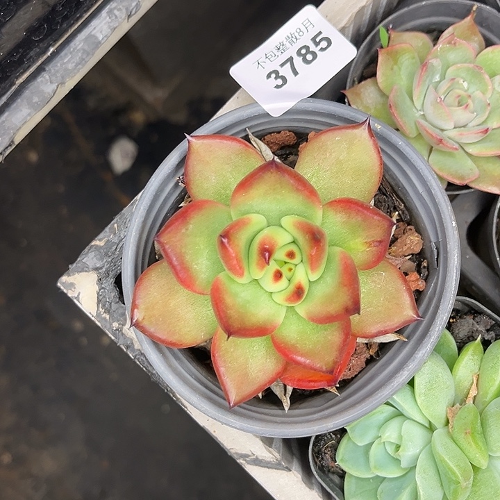 阿雅园艺。         3785