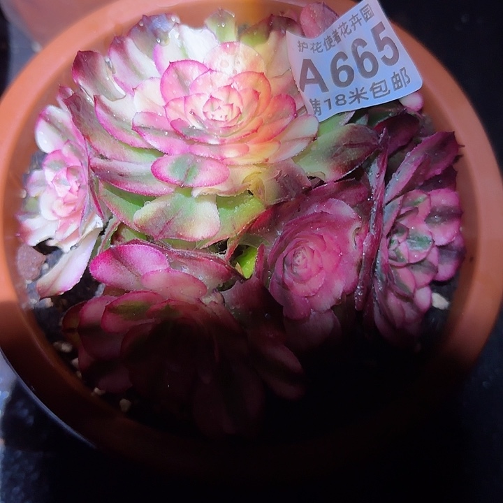 多肉法师荔枝朵朵