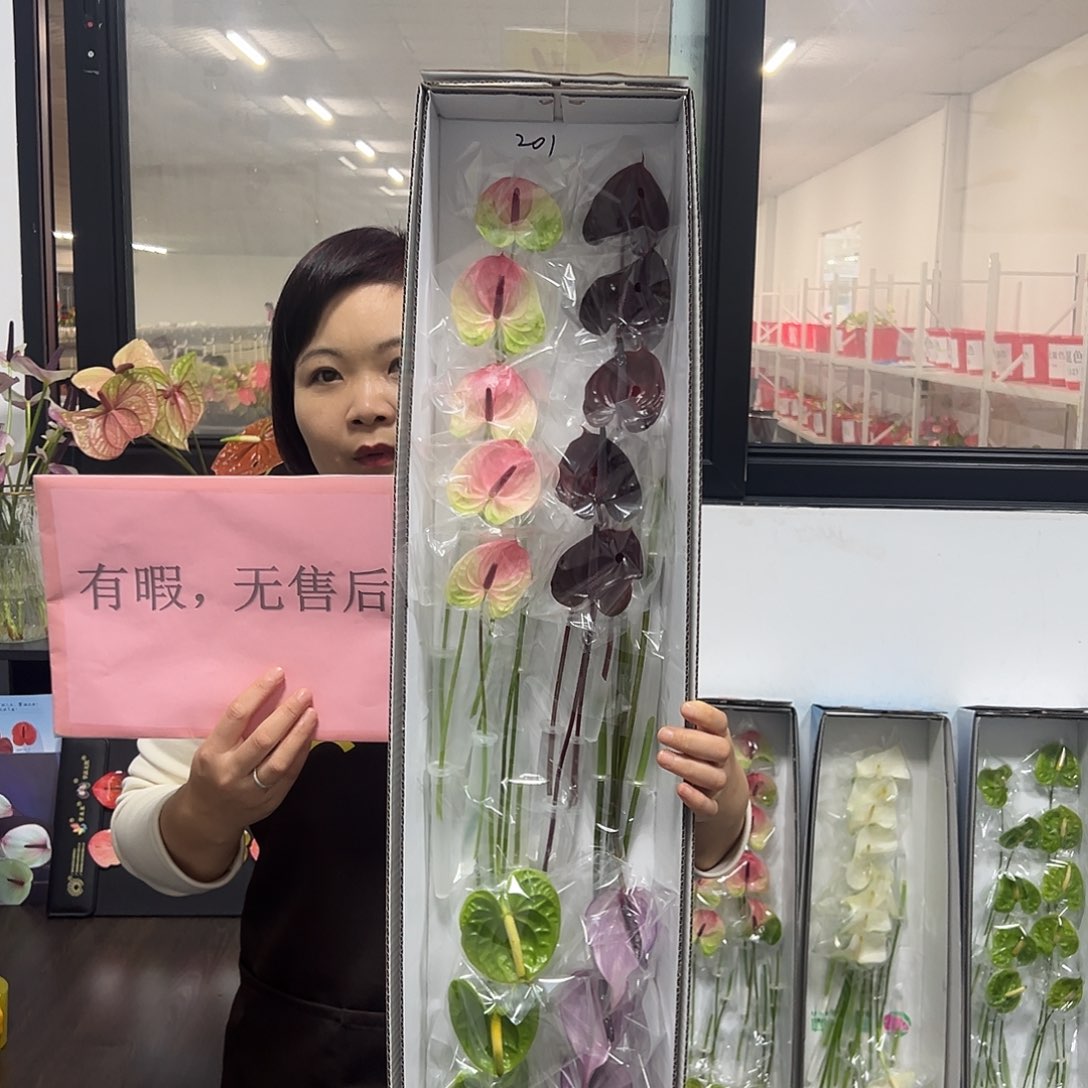 完全开放混色-20枝装无售后款201