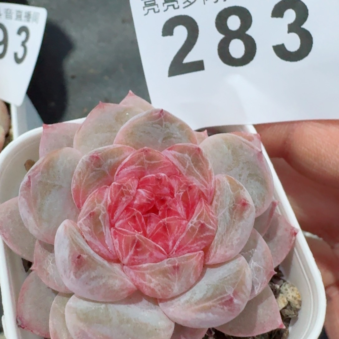 软糖优选         精品多肉