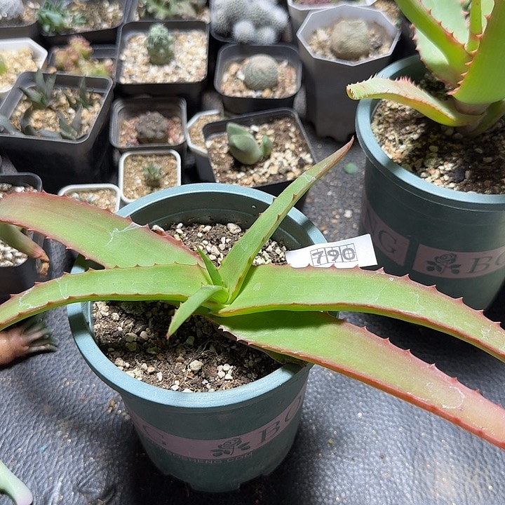 790范巴伦芦荟脱土发货