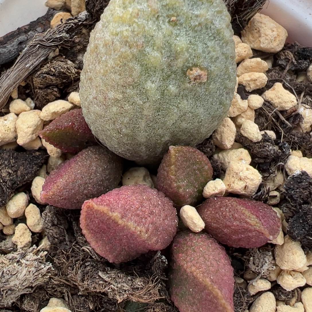 草莓糖水泡多肉植物水泡