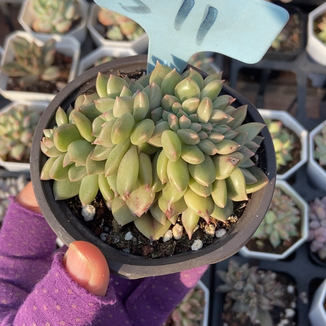 511璀璨缀多肉 植物多肉