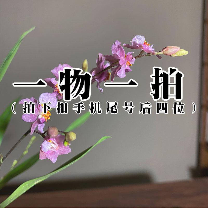 【一物一拍】桌面茶台的小绿植禅意绿植