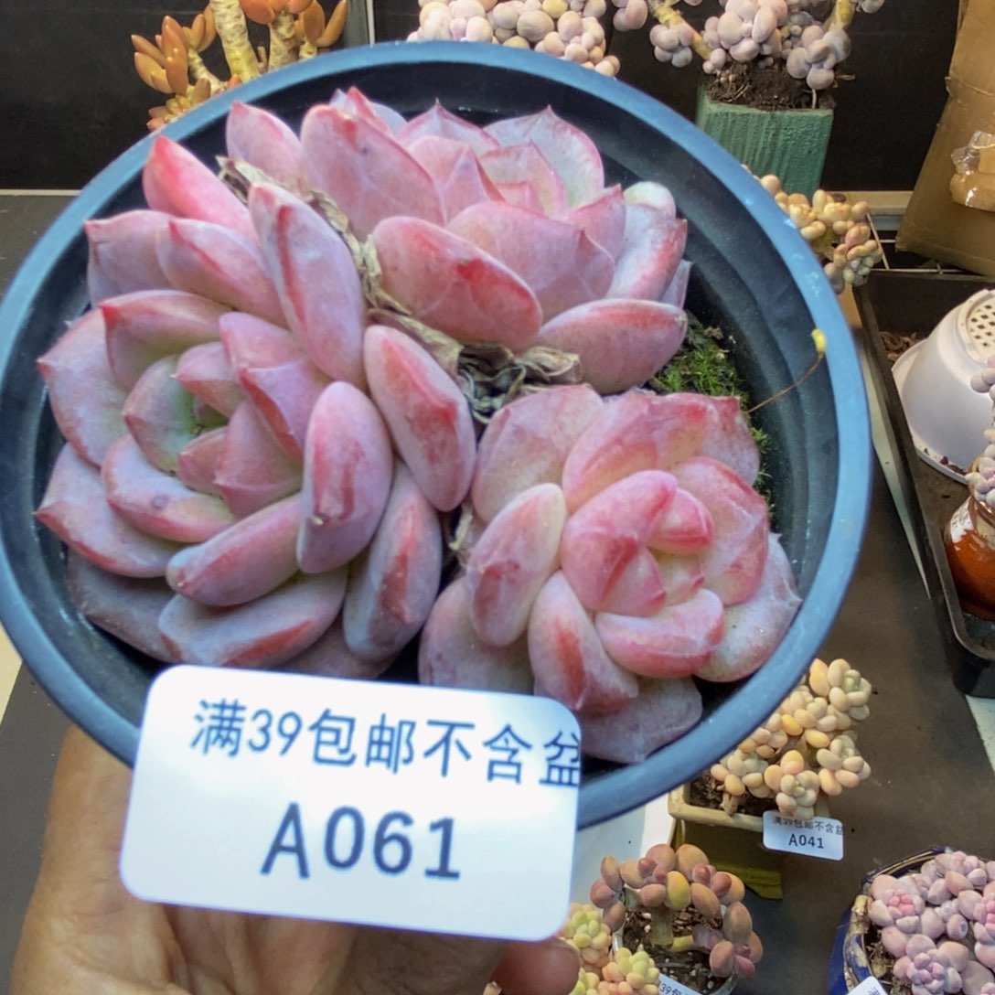 061冰魄多肉肉7c m