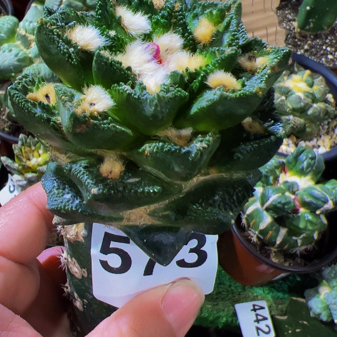 无花朵螺旋勃氏辛顿牡丹573