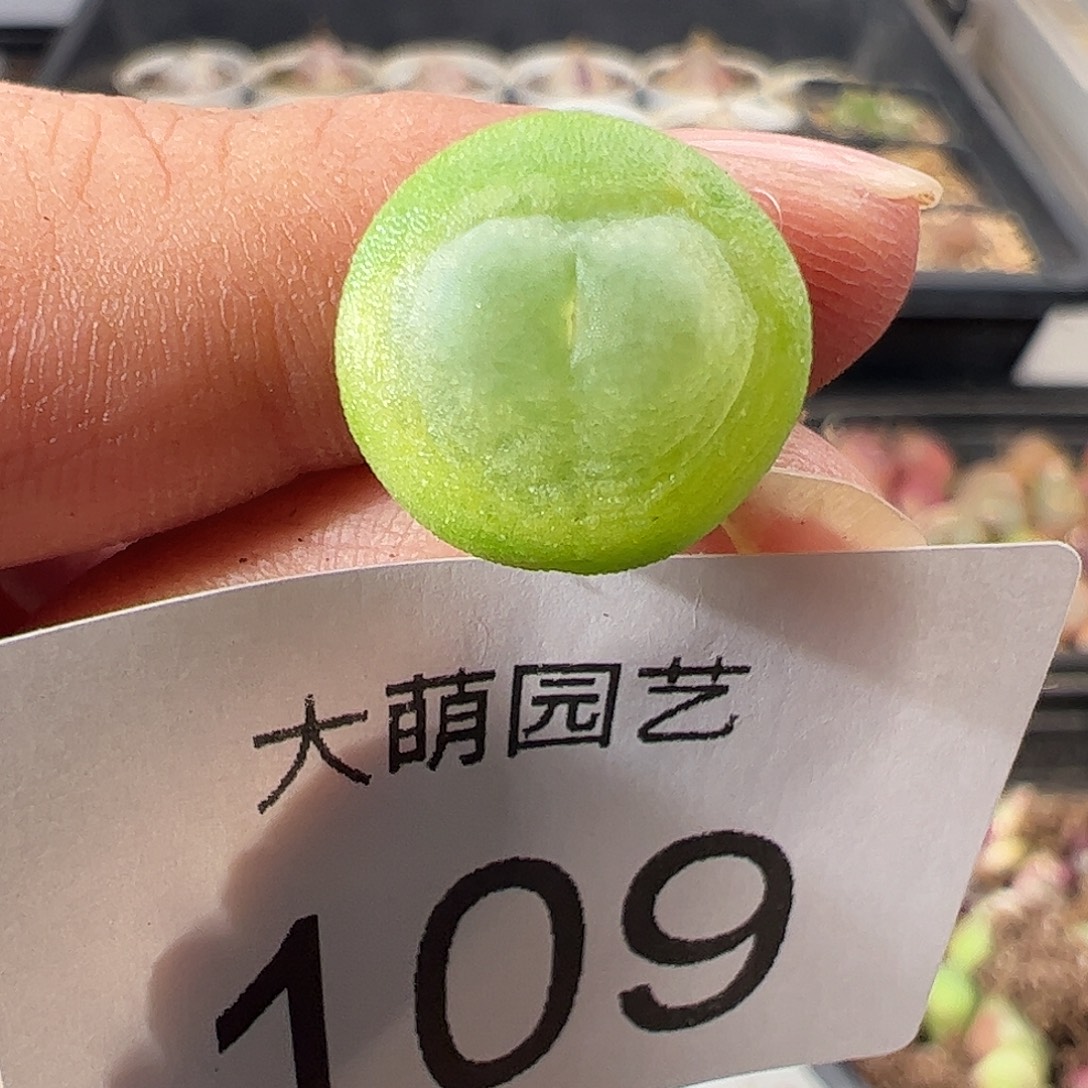 一物一拍。          109