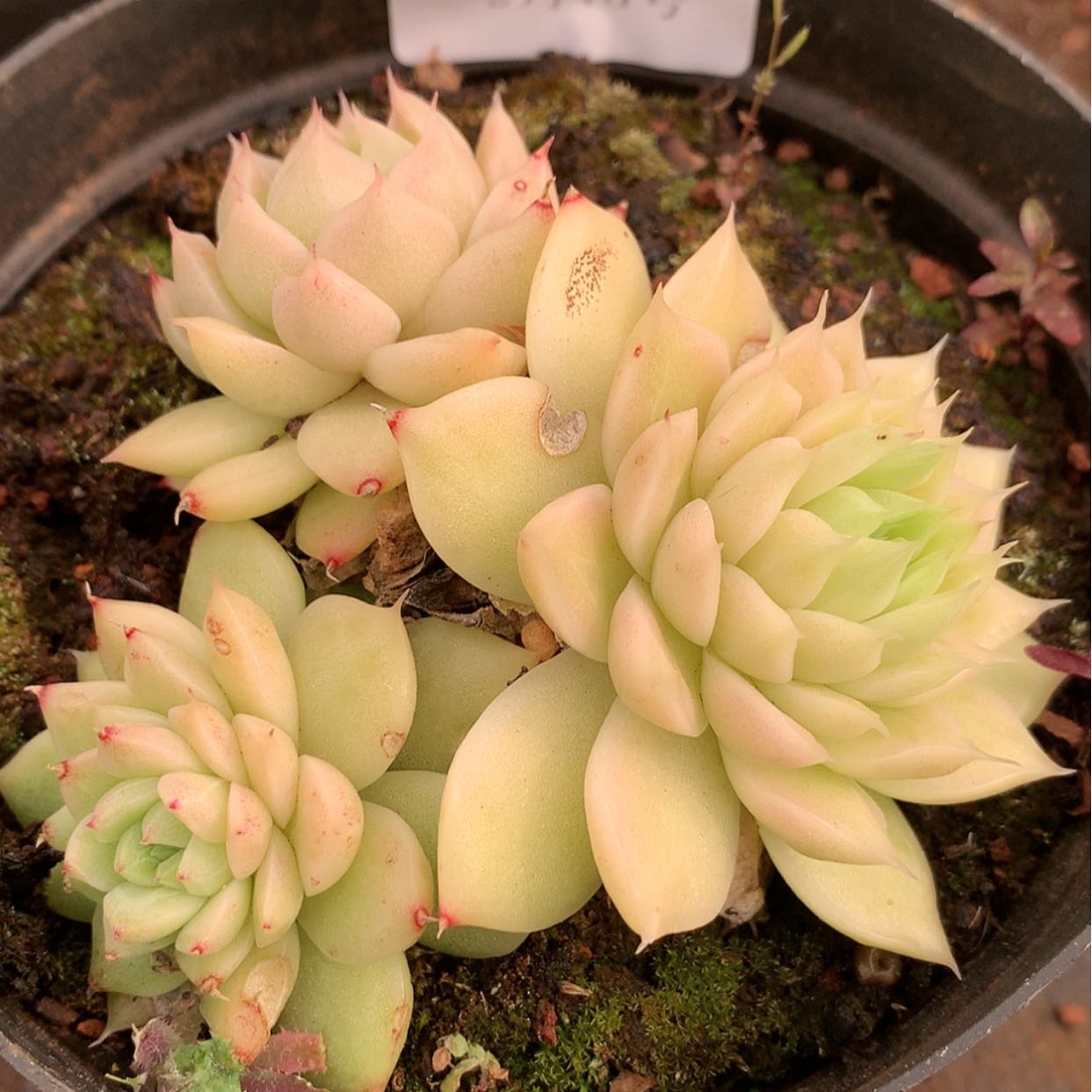 【闪购商品】云519