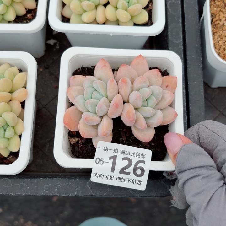香水无盆土发货多肉多