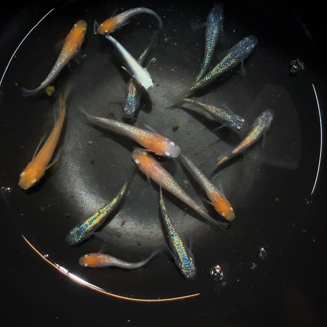 青鳉鱼110青鳉鱼一碗