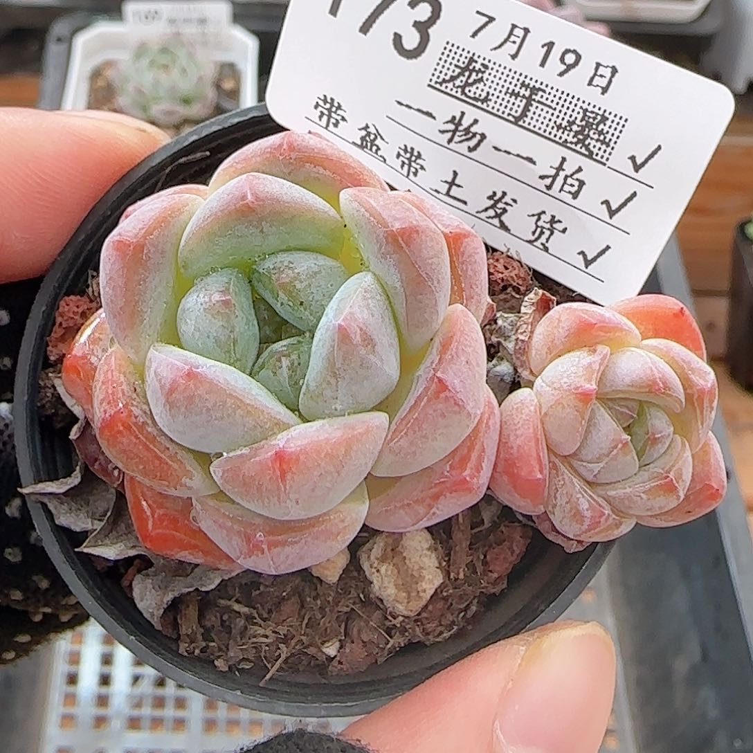 多肉0719-173冰娃娃