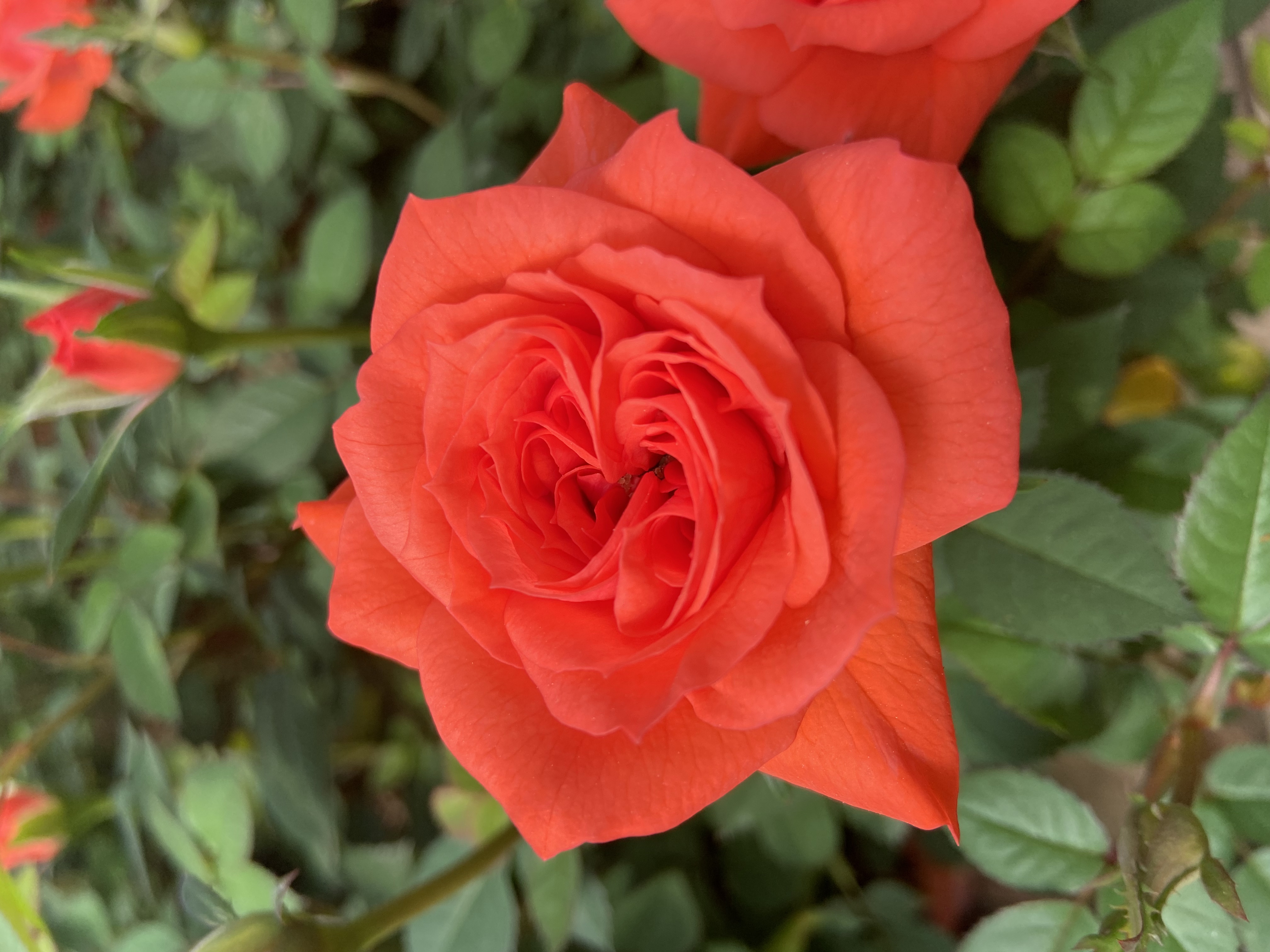 胭脂扣玫瑰花苗带花苞发货阳台庭院种植云南基地直发