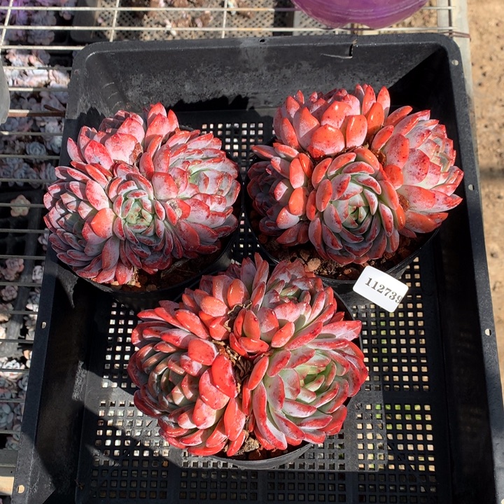 112739三个全明星嗯嗯嗯