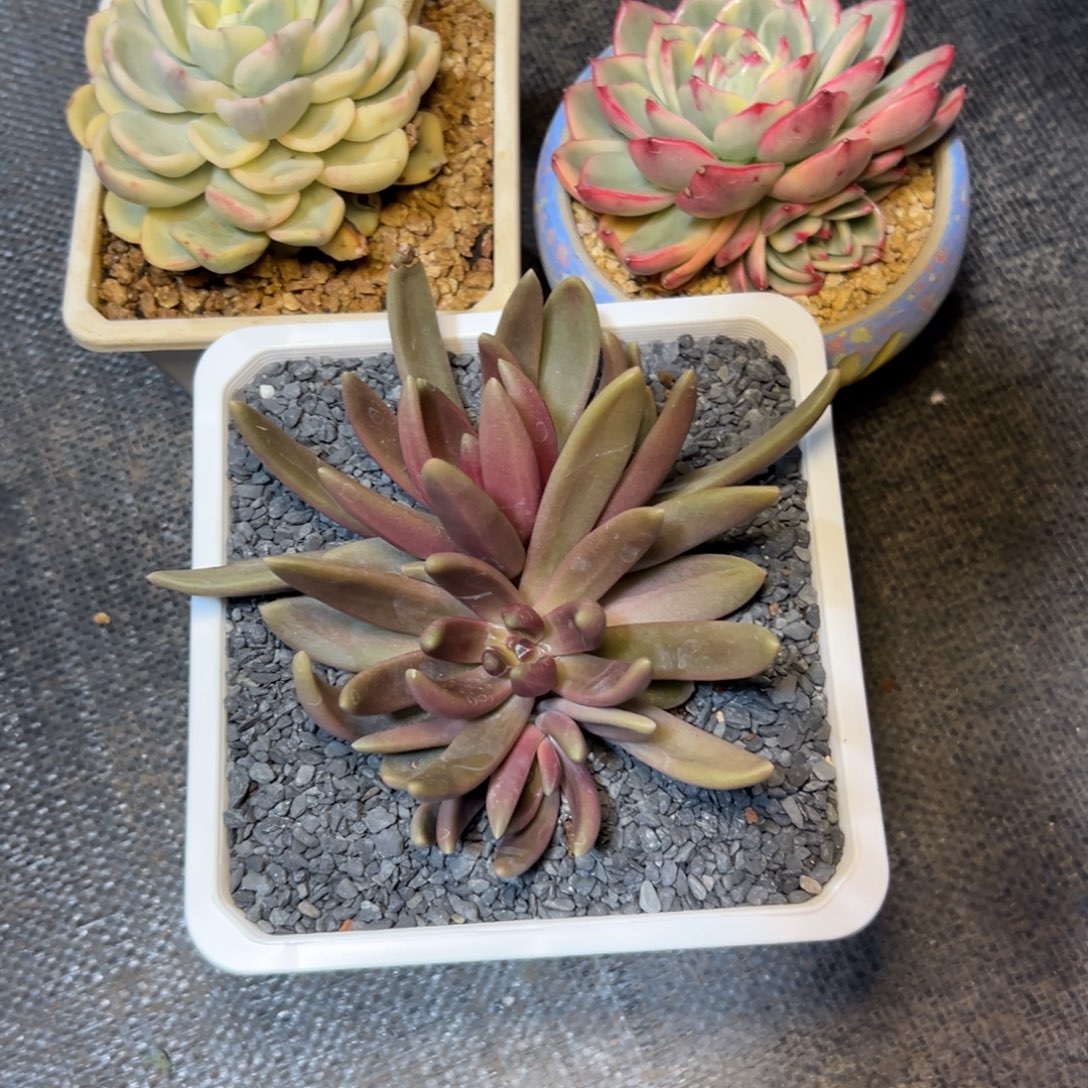 秋***波3颗，发货……加保温………………发货冷