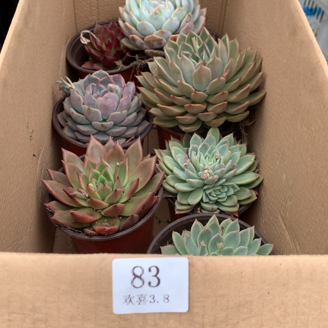 83一箱十棵不重复