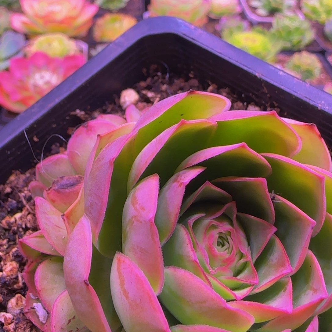 玉萍群1235356767868683