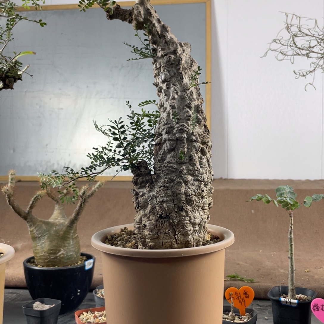 11月27日直播间福利不退换漆树