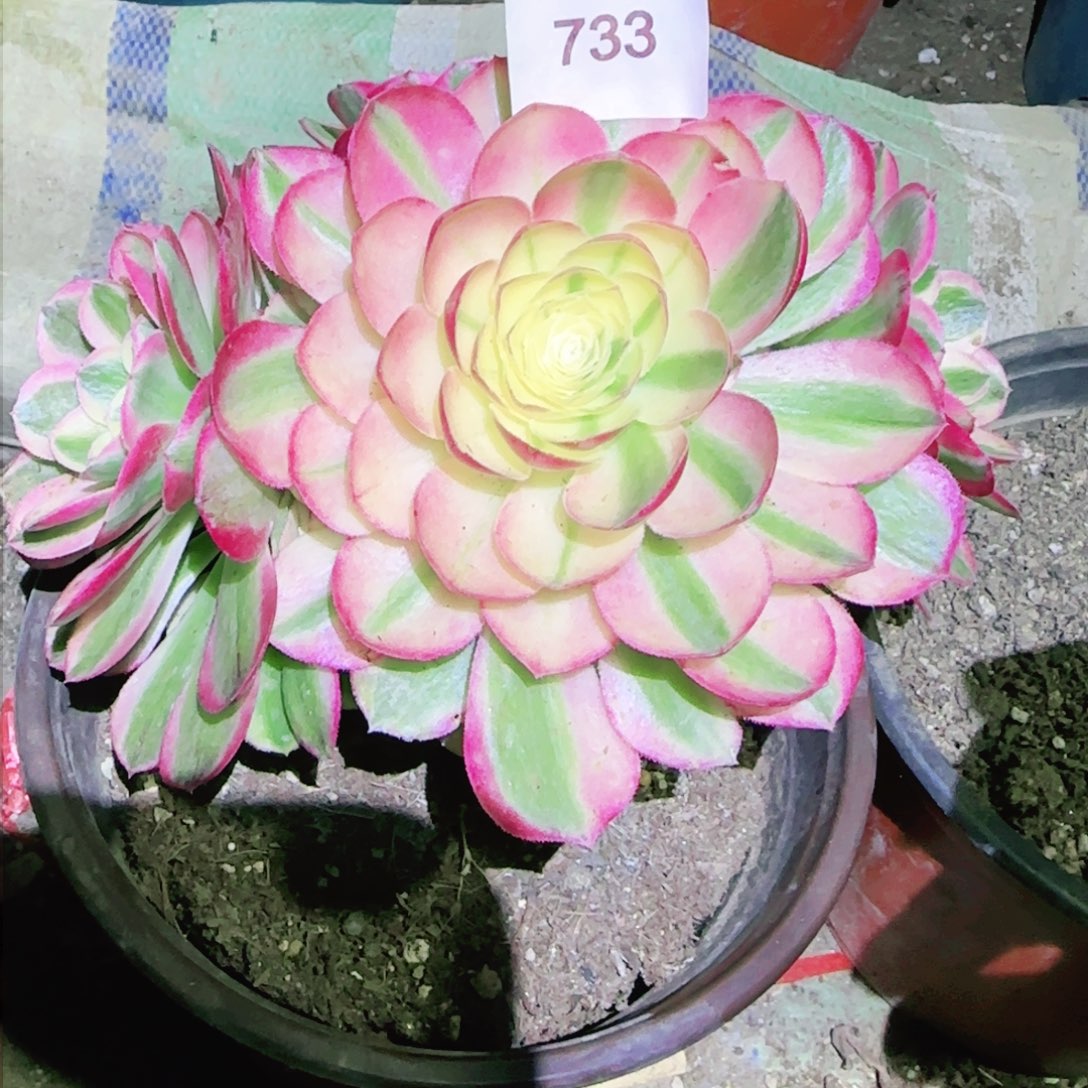 海鲜法师多肉733