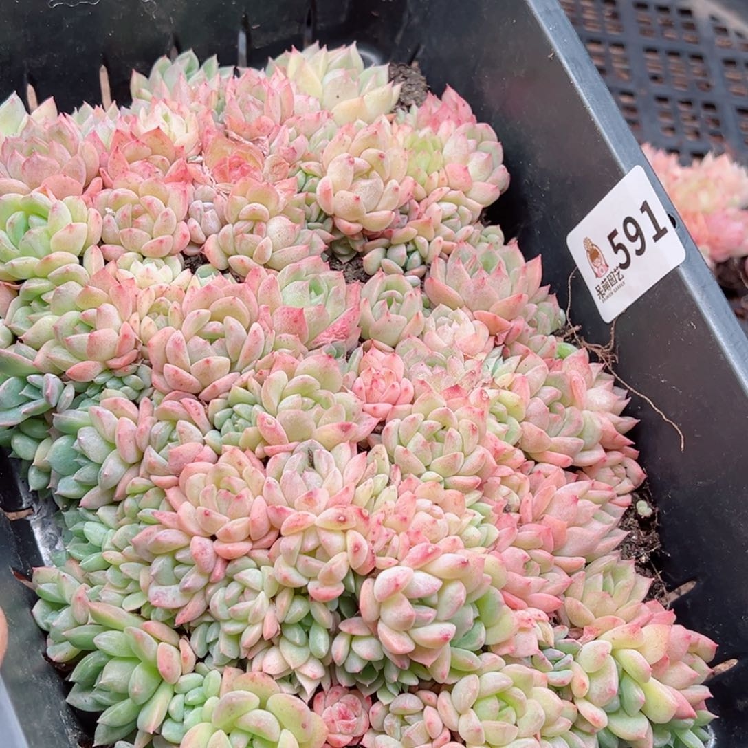 多肉植物多肉植物