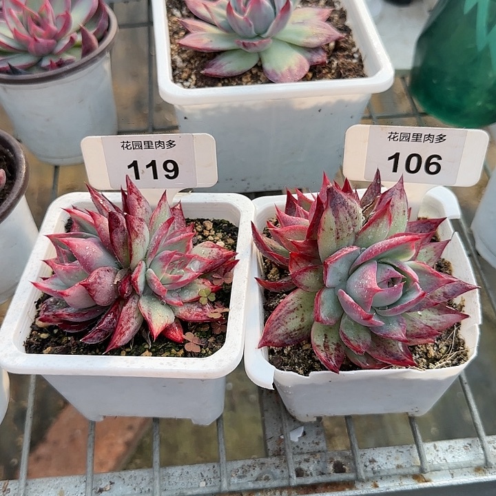 向***吖119,106 惊鸿仙子多肉植物6-8cm