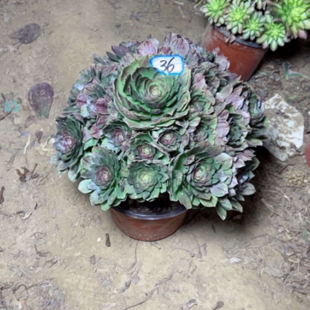 【闪购商品】多肉植物万拉丝36