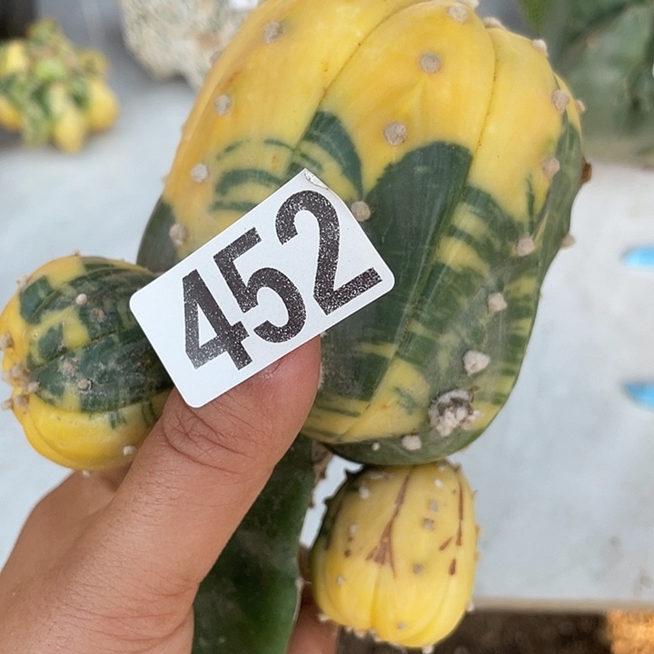 452号大斗群一颗仙人球