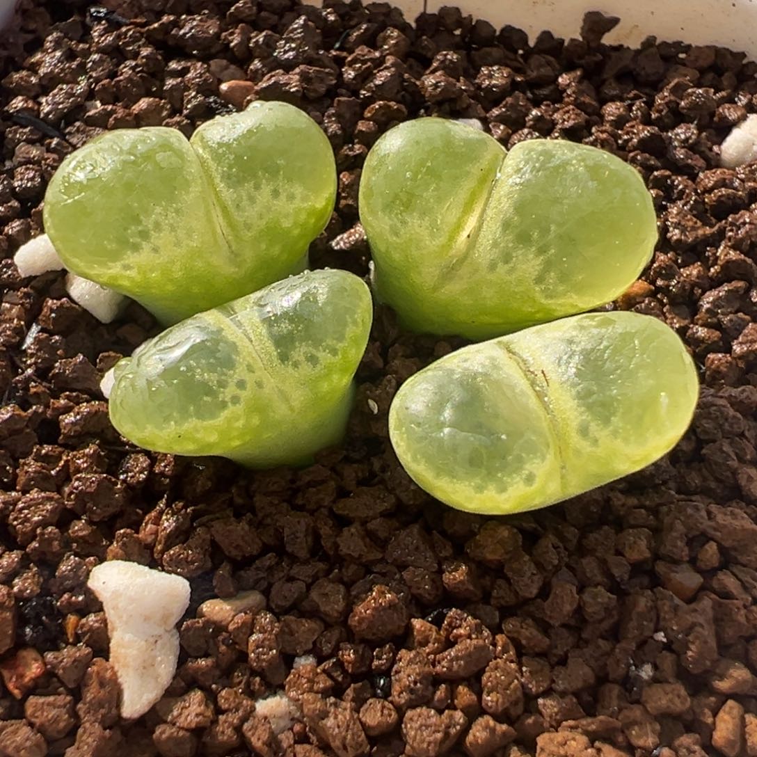 851多肉植物种类多样