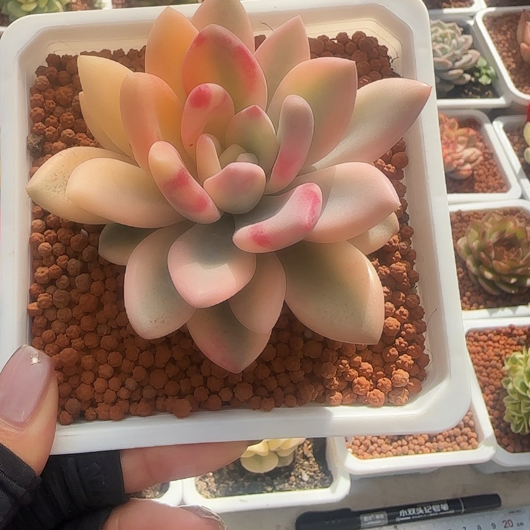 彩色奥普锦多肉植物