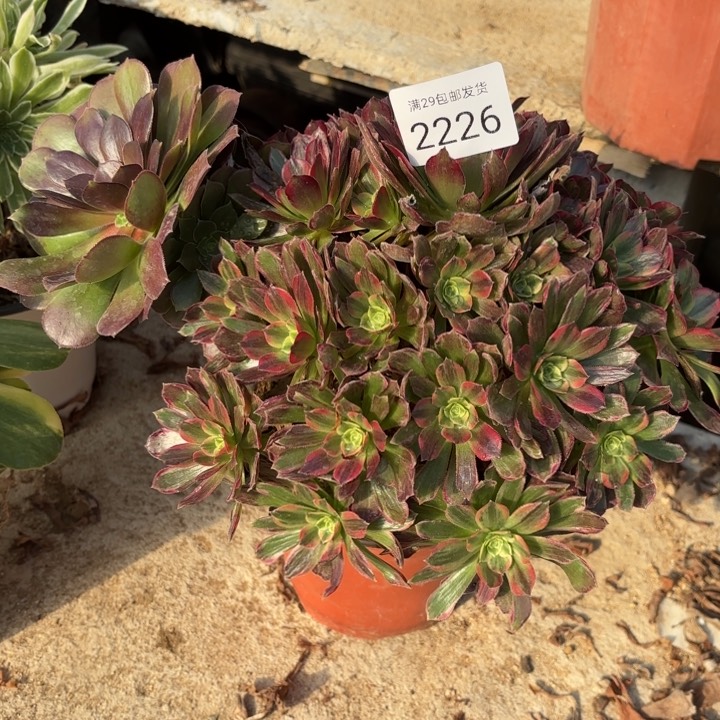 安娜锦阴阳多肉2226