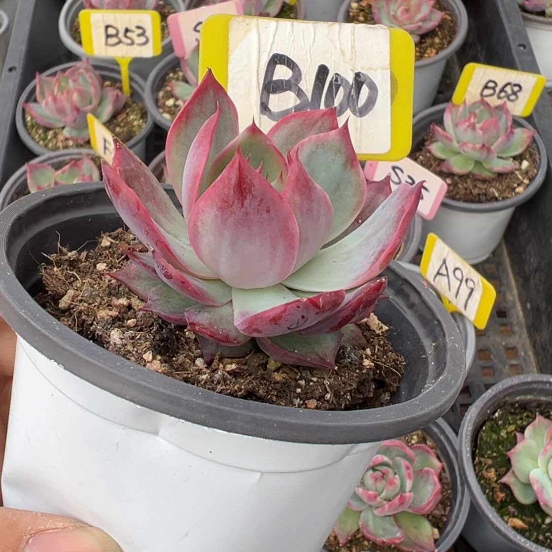 Ⅰ****）B100惊鸿多肉